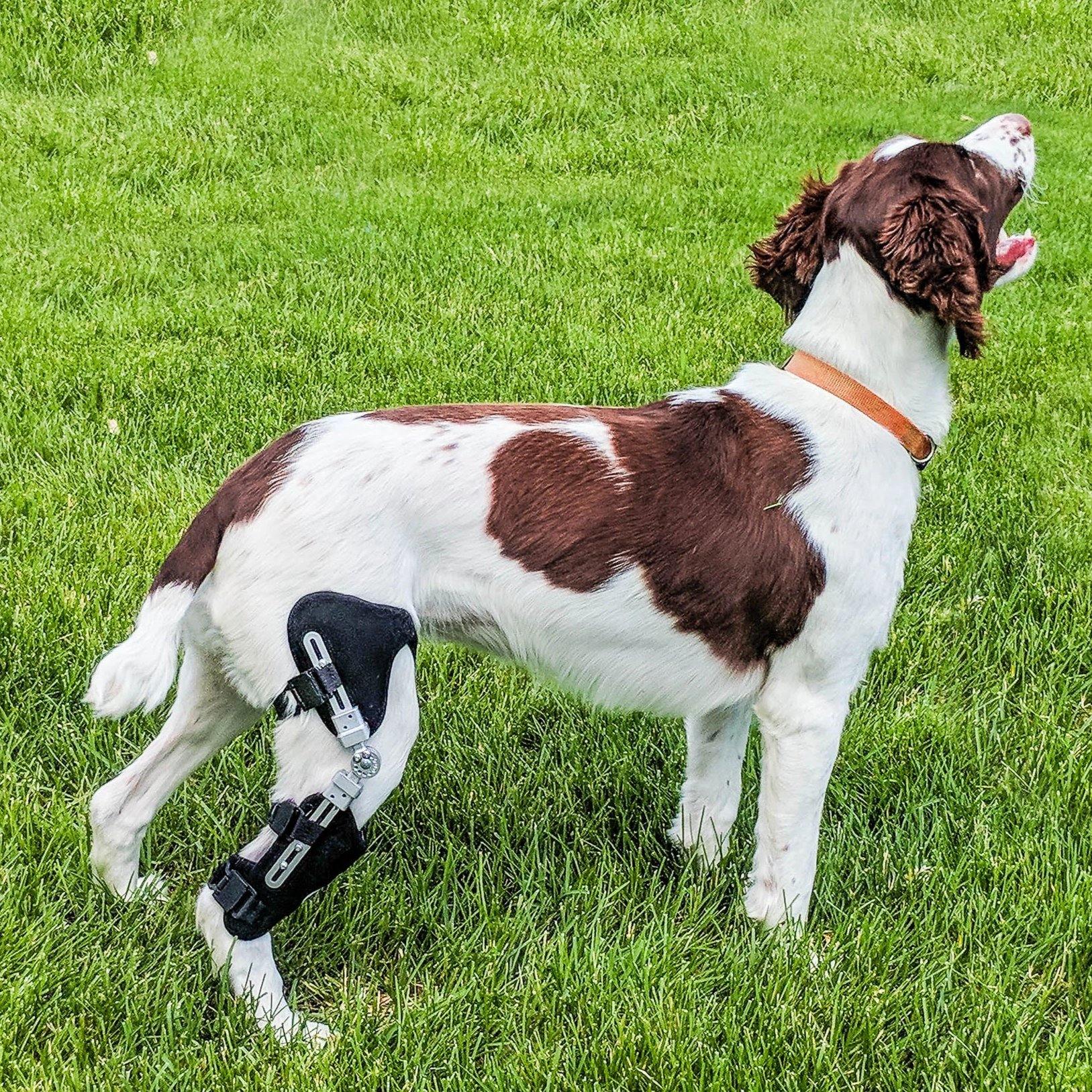 Dog Knee Brace for Support, Dog Leg Braces for Back Leg Adjustable