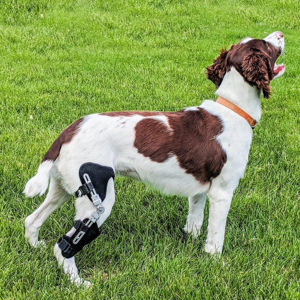 Best Dog Knee Brace For Torn ACL, CCL Braces