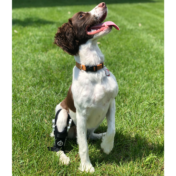 Comfy Brace Knee Brace Dogs Protectors Puppy Leg Pet Injury