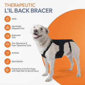 L'il Back Bracer Dog Back Brace