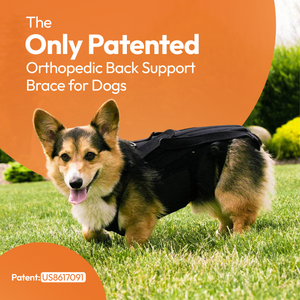 L'il Back Bracer Dog Back Brace