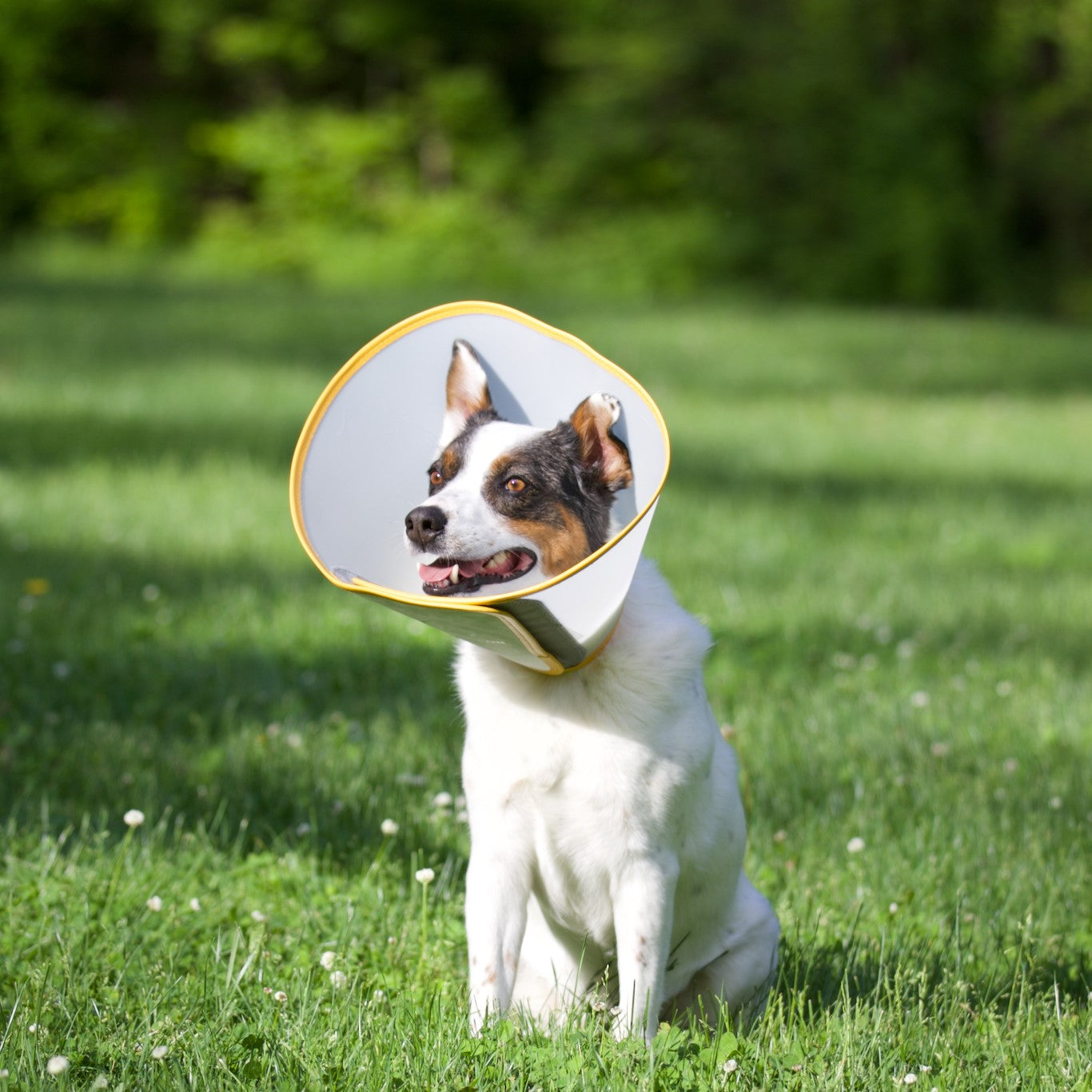 Dog bucket shops collar