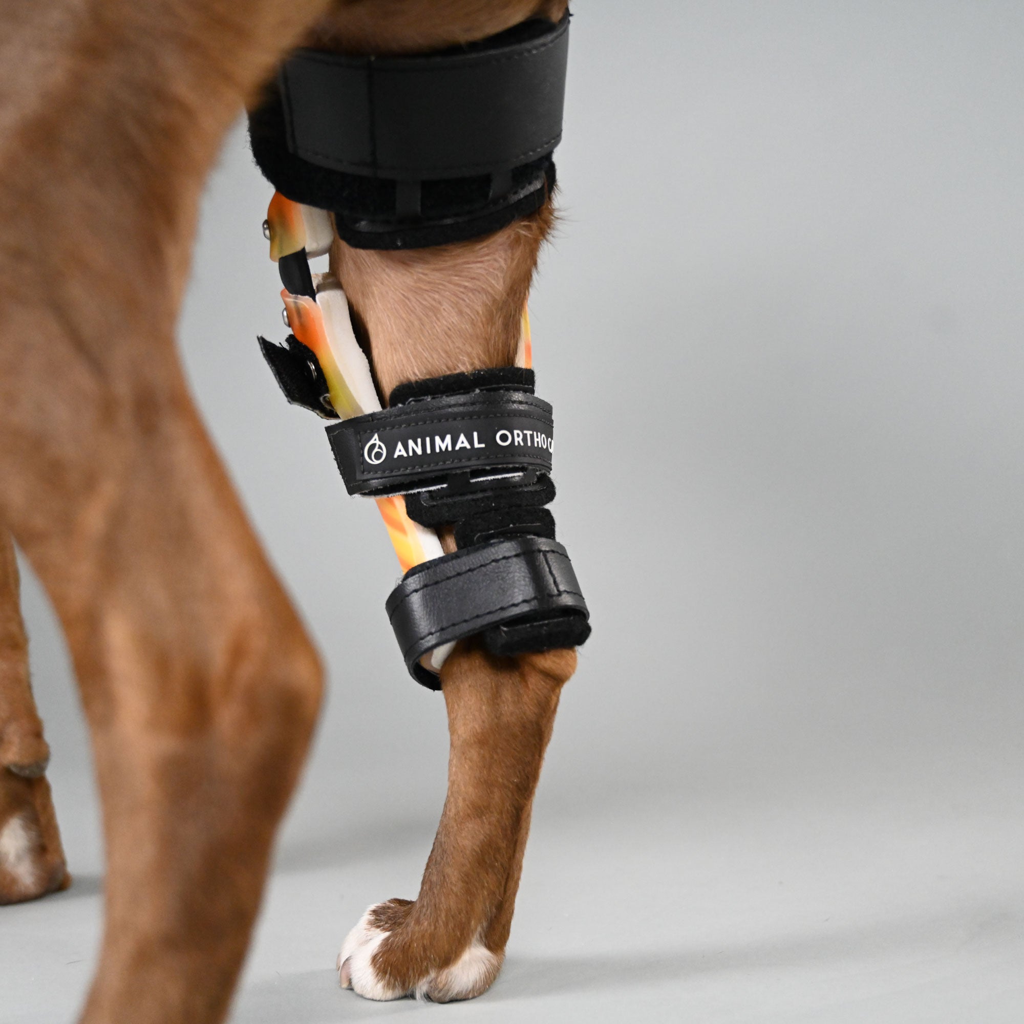 Dog Knee Brace, Dog Injuries Leg Brace For Luxating Patella Better  Recovery, Adjustable Rear Leg Braces For Dogs