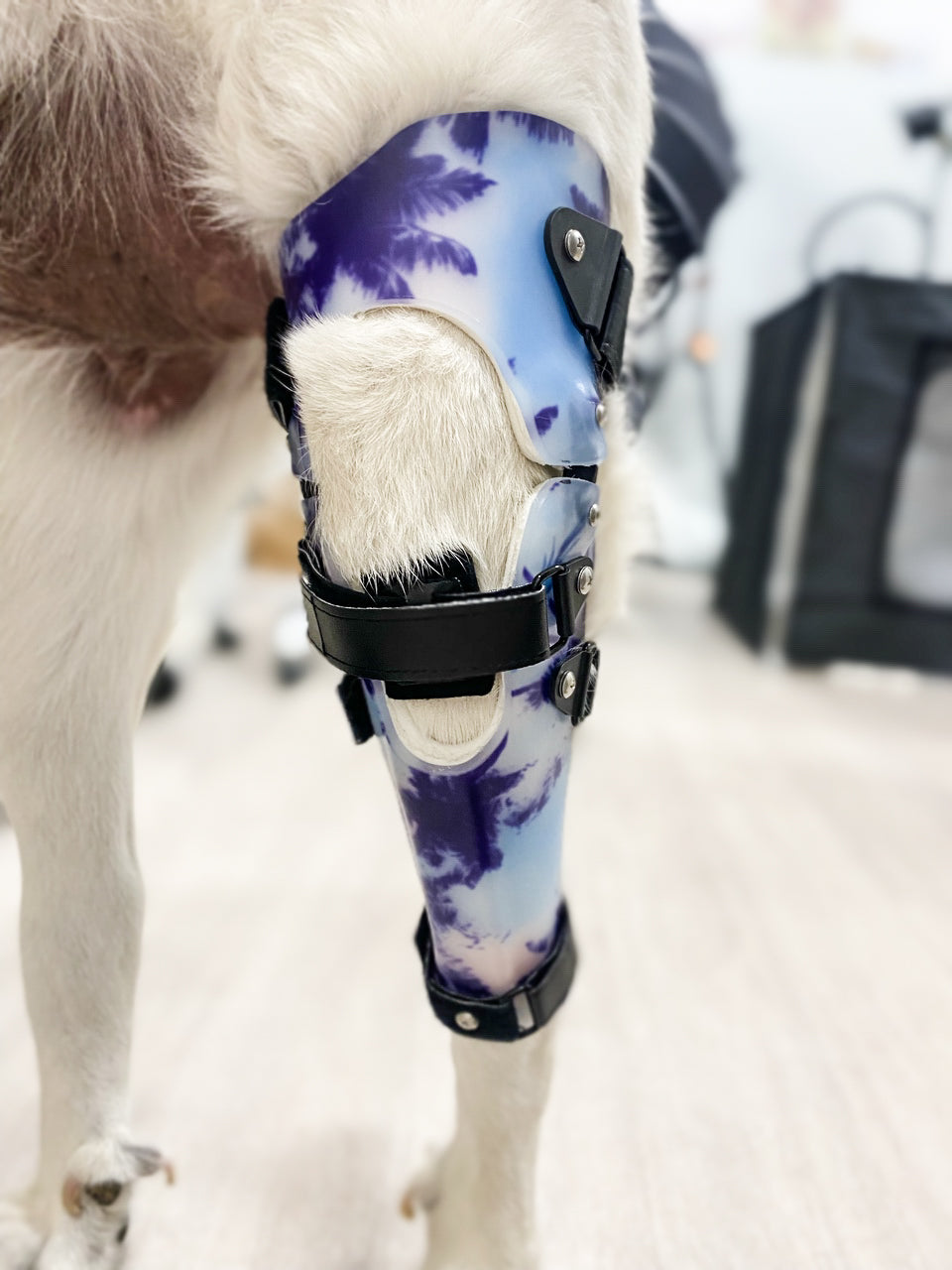 Diy dog knee fashion brace