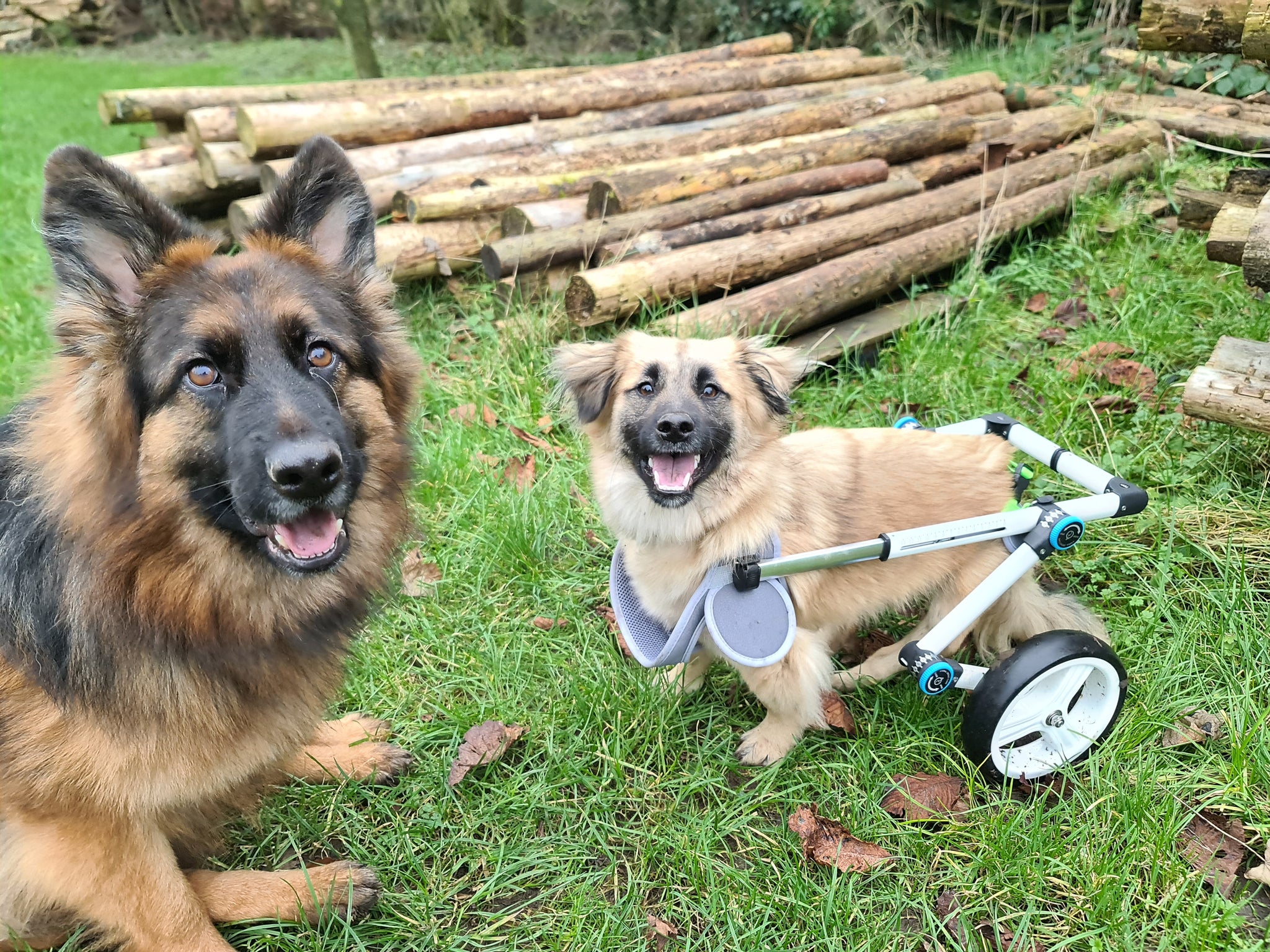 HECULA XS/S/M Size Adjustable Dog Wheelchair Rehabilitation