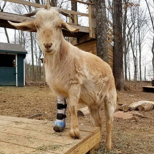 Farm Animal Custom Leg Brace - Animal Ortho Care