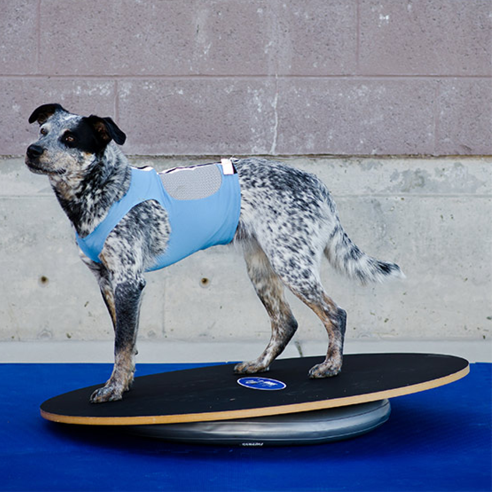 Wobble Board - FitPaws - Animal Ortho Care
