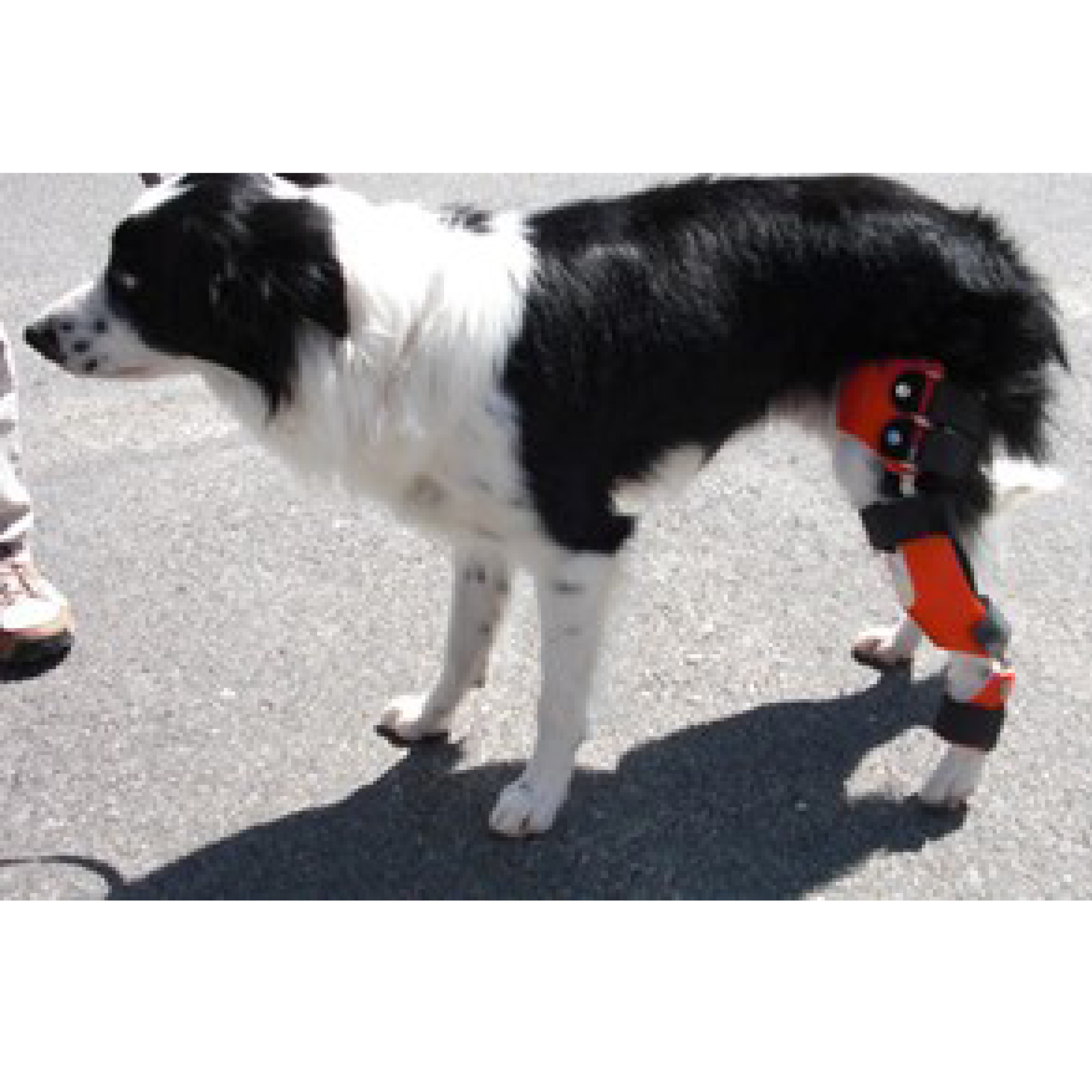 LEERUI 1Pair Dog Leg Brace for Hind Leg, Dog Knee Brace for Back Leg Torn  ACL CCL, Extra Support for Wound Injury and Sprain Healing of Arthritis,Blue