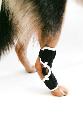 Custom Hock (Ankle) Brace  Dog Tarsal - Rear Leg Brace - Animal Ortho Care