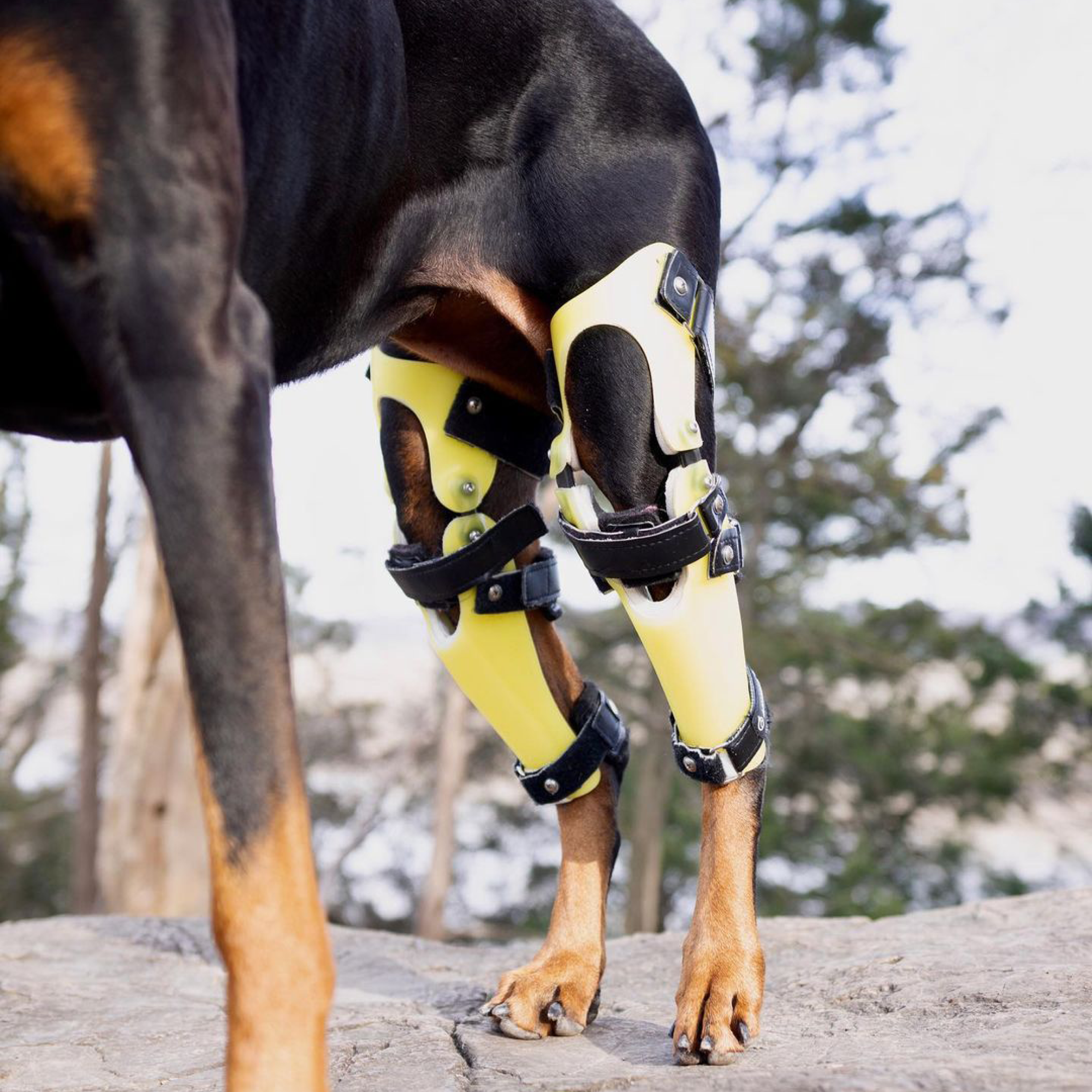 do they make knee braces for dogs