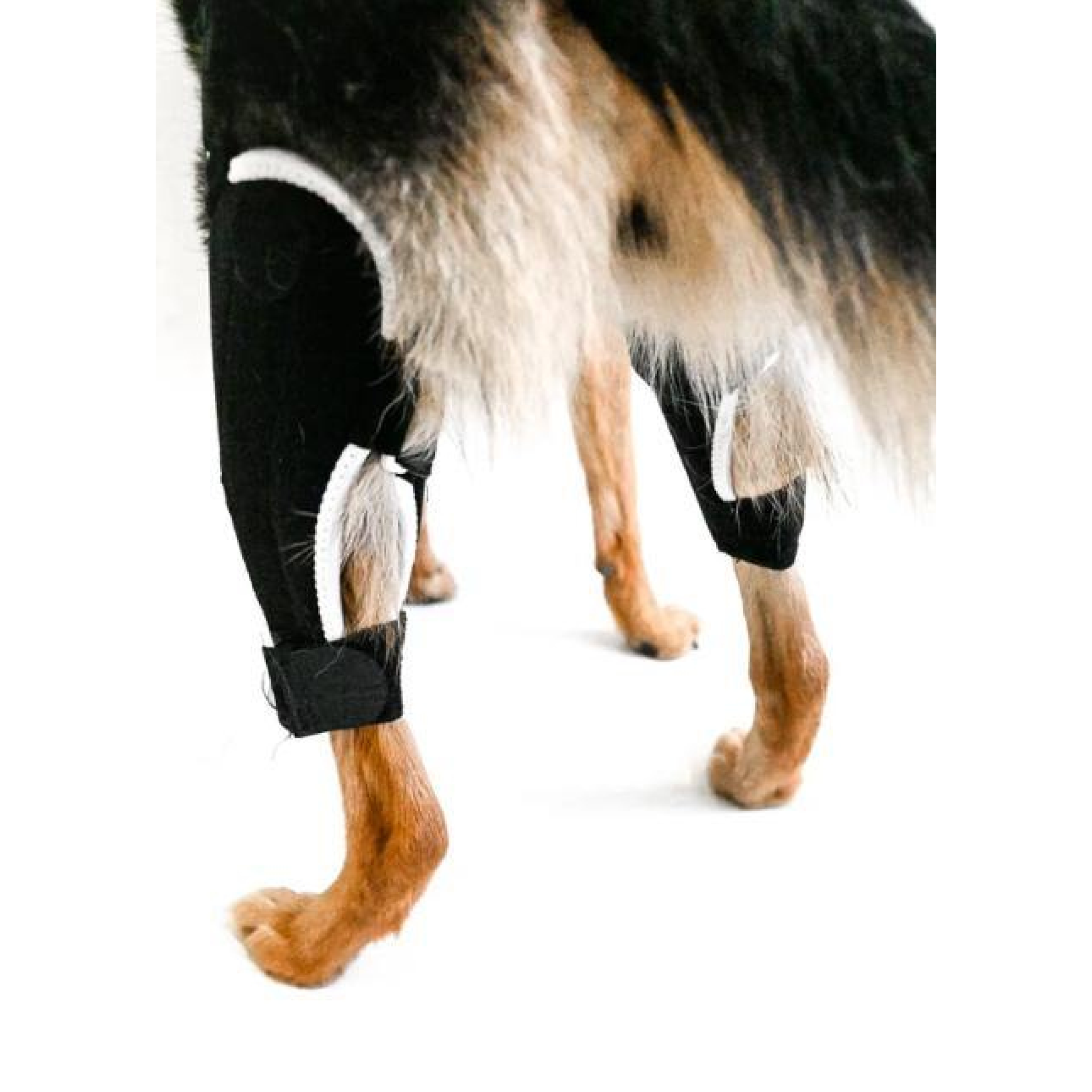 What Type of Knee Brace Does My Dog Need? - Animal Ortho Care