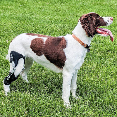 Canine clearance acl brace