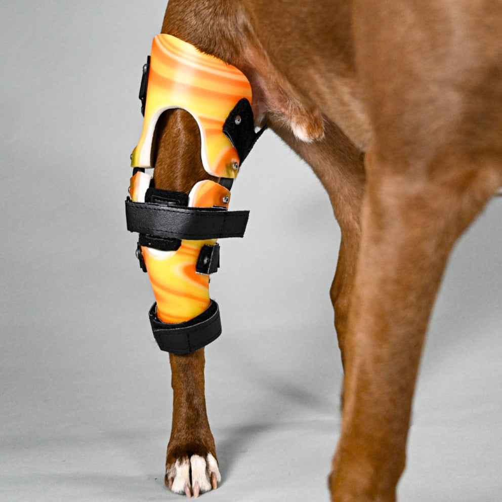 Bilateral Custom Dog Knee Braces | CCL/ACL Stifle Rear Leg Dog Braces