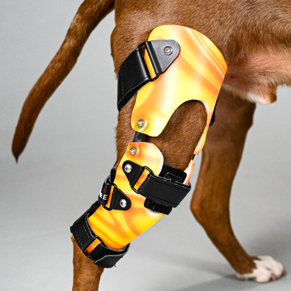Dog Acl Brace Hind Leg, Dog Knee Braces for Torn Acl Hind Leg, Luxating  Patella, Cruciate Ligament, Dog Acl Knee Brace Support Back Leg for Relieve
