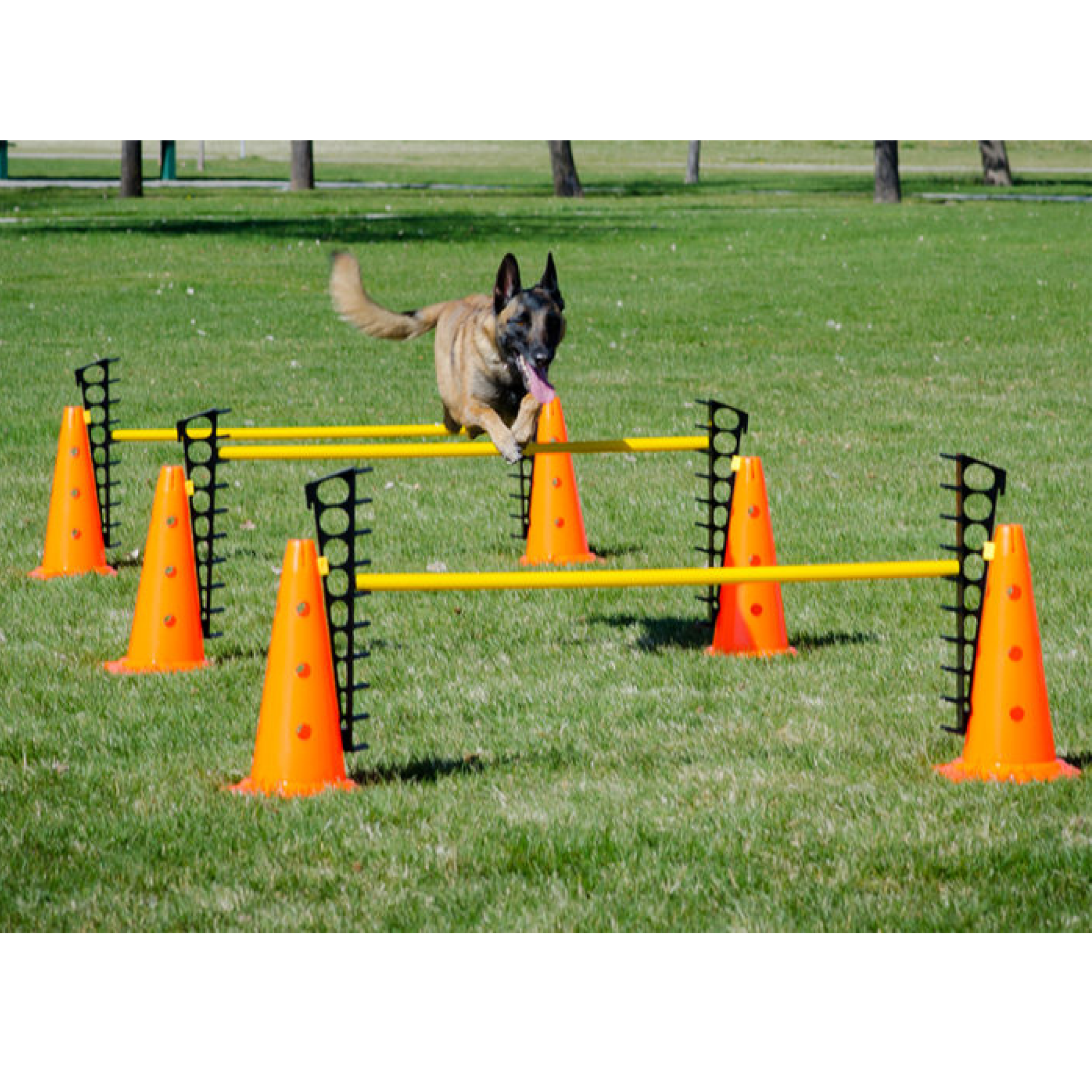 Dog Exercise Equipment