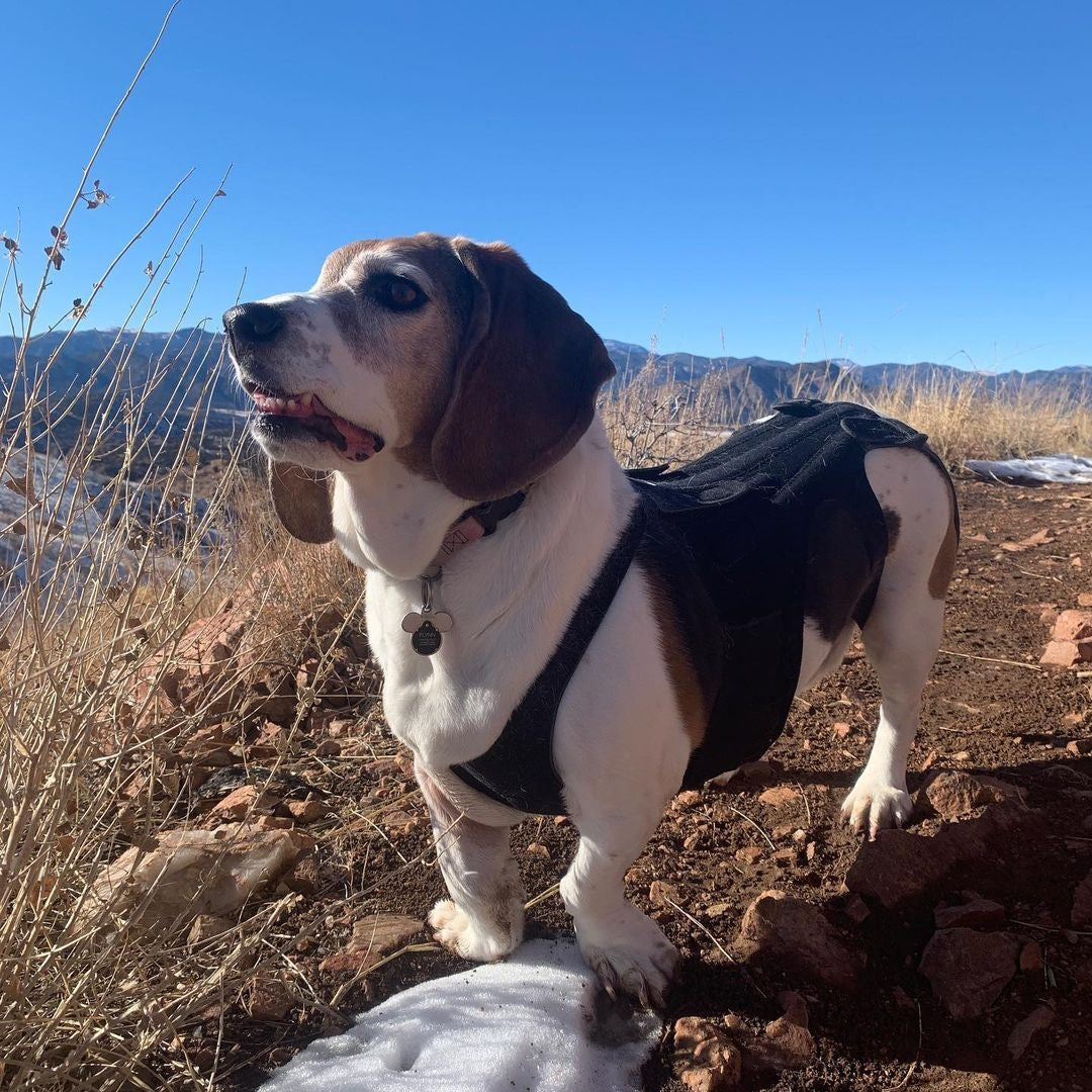 Large dog back outlet brace