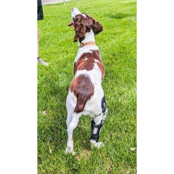 Performance Dog Knee Brace | CCL-ACL Stifle | Dog Rear Leg Brace ...