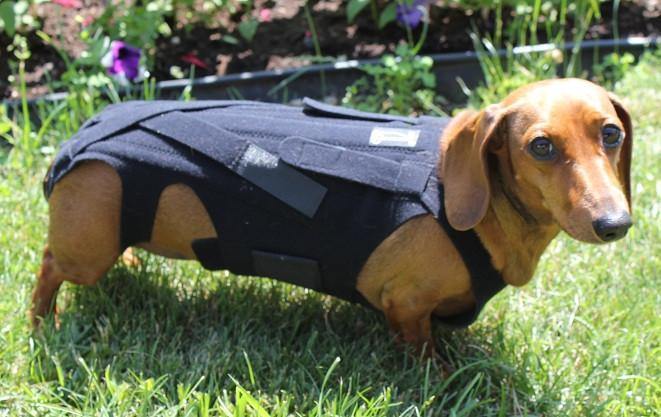 Weiner dog 2025 back brace